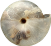 Vitrea contractaMINDRE KRISTALLSNÄCKA2,3 × 2,5 mm